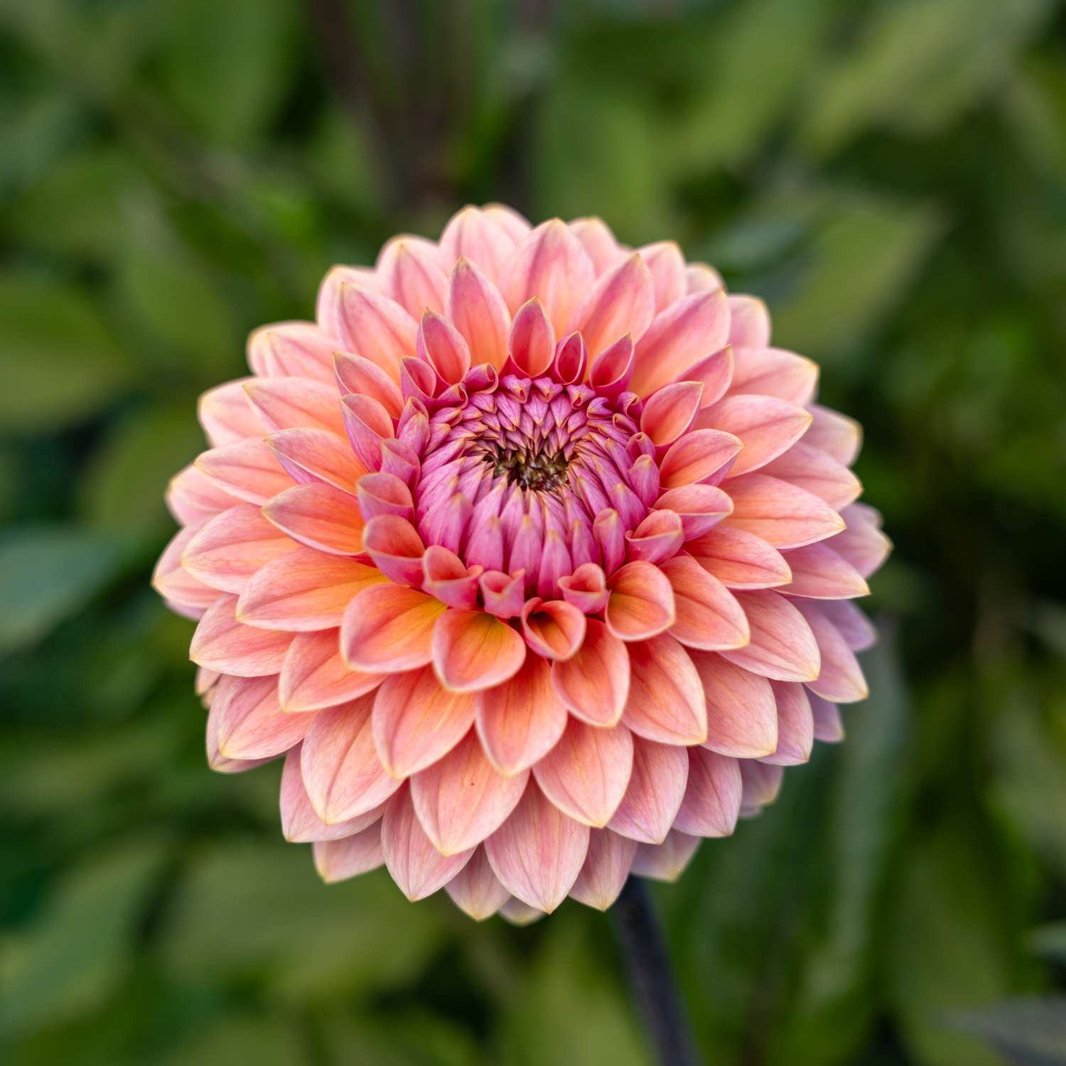 Dahlie 'Sweet Sanne'